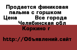 Продается финиковая пальма с горшком › Цена ­ 600 - Все города  »    . Челябинская обл.,Коркино г.